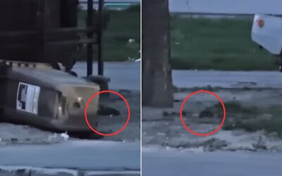 VIDEO: V Petržalke sa premnožili potkany. Obyvatelia sa boja vyhodiť smeti, pri kontajneroch sa to nimi hemží
