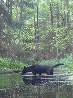 VIDEO: V Polsku kamery zachytily vzácný druh vlka. V Evropě se téměř nevyskytuje