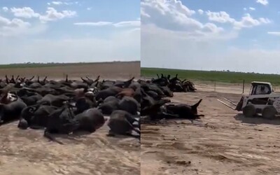 VIDEO: V americkom Kansase uhynulo za dva dni vyše 2-tisíc kusov dobytka. Dôvodom sú vysoké teploty a bezvetrie