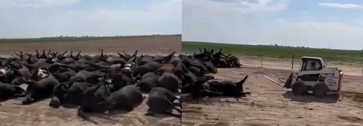 VIDEO: V americkom Kansase uhynulo za dva dni vyše 2-tisíc kusov dobytka. Dôvodom sú vysoké teploty a bezvetrie