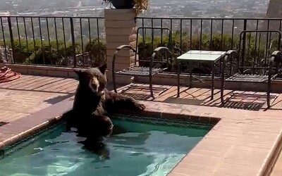 VIDEO: V bazéne luxusnej vily v LA sa kúpal medveď baribal. Prišiel sa schladiť počas vlny horúčav v Kalifornii