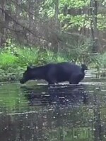 VIDEO: V blízkosti slovenských hraníc kamera zachytila unikátne zviera. Tieto vlky v Európe nie sú bežné