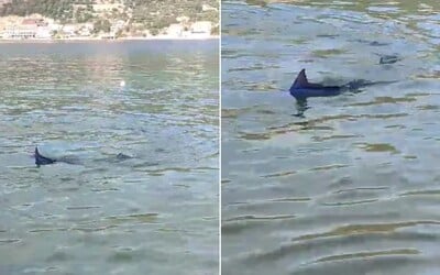 VIDEO: V chorvátskom Dubrovníku pláva zvláštna ryba s vytŕčajúcou plutvou. Pripomína žraloka, nie je však nebezpečná