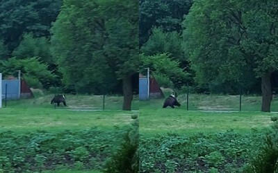 VIDEO: V meste na strednom Slovensku pobehoval medveď priamo medzi domami. Obyvatelia ho natočili, primátor situáciu rieši