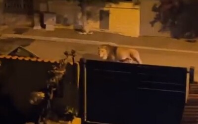 VIDEO: V mestečku neďaleko Ríma utiekol z cirkusu lev. Po uliciach sa potuloval niekoľko hodín