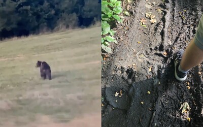 VIDEO: V okrese Martin sa v blízkosti obcí pohybuje medveď. Obyvateľov vyzývajú na opatrnosť