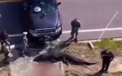 VIDEO: V tlame 4-metrového aligátora na Floride našli časti ľudského tela