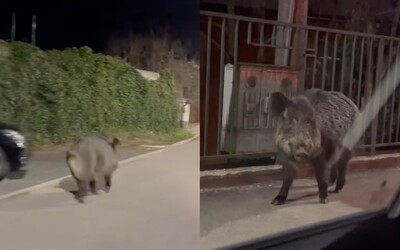 VIDEO: V uliciach Bratislavy pobehoval splašený diviak. Z neuveriteľnej blízkosti ho zachytil poslanec Šipoš na Kolibe