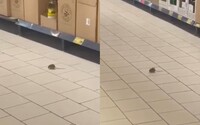 VIDEO: V známom supermarkete prekvapila zákazníka myš. Pobehovala medzi regálmi s potravinami