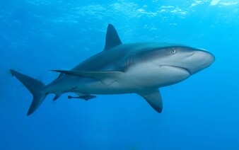 VIDEO: Ve Španělsku se objevil za poslední týden už třetí žralok. Český expert řekl, co to znamená