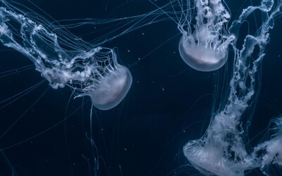 VIDEO: Vědci natočili unikátní záběry gigantické medúzy