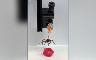VIDEO: Vědci proměnili mrtvého pavouka v robota. Využili pohybu jeho nohou