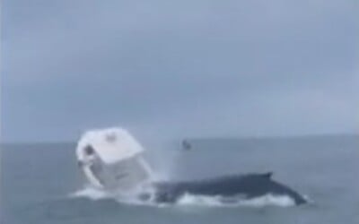 VIDEO: Veľryba prevrátila loď s rybármi