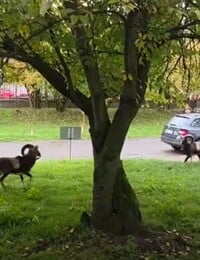 VIDEO: Virální záběry ukazují bitku muflonů před Thomayerovou nemocnicí