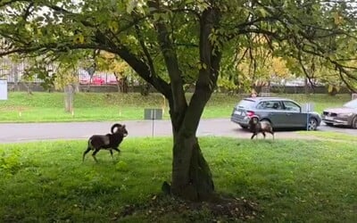 VIDEO: Virální záběry ukazují bitku muflonů před Thomayerovou nemocnicí