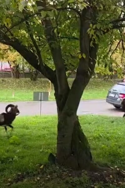 VIDEO: Virální záběry ukazují bitku muflonů před Thomayerovou nemocnicí