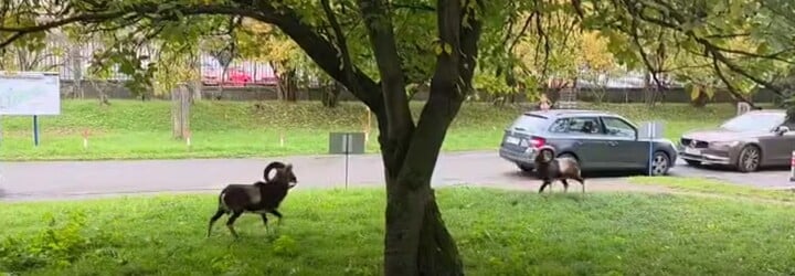VIDEO: Virální záběry ukazují bitku muflonů před Thomayerovou nemocnicí