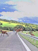 VIDEO: Vodičovi pri Bardejove sa naskytol výnimočný úkaz. Musel zastaviť pred početným stádom jeleňov