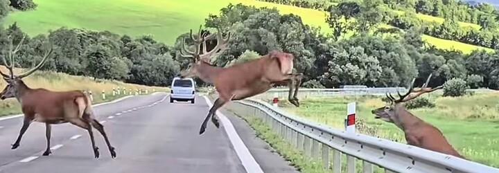 VIDEO: Vodičovi pri Bardejove sa naskytol výnimočný úkaz. Musel zastaviť pred početným stádom jeleňov