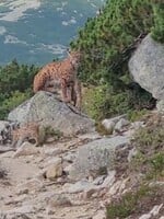 VIDEO: Vzácne pozorovanie v Tatrách. Turistka natočila rysa s mláďatami