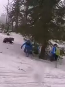 VIDEO: Z medveďa v Tatrách sa stala atrakcia, rodiny ho kŕmia a chcú sa s ním fotiť. Nerobte to, varuje skúsený turista
