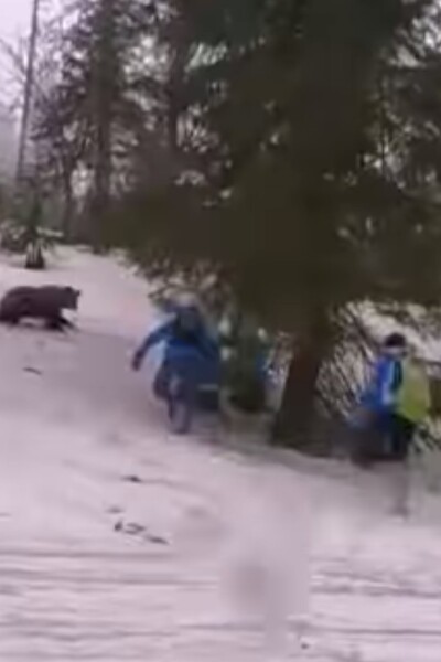 VIDEO: Z medveďa v Tatrách sa stala atrakcia, rodiny ho kŕmia a chcú sa s ním fotiť. Nerobte to, varuje skúsený turista