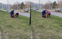 VIDEO: Za bieleho dňa kradli v Bratislave cibuľky jarných kvetov. Popri hlavnej ceste ich vykopávali hrabľami 