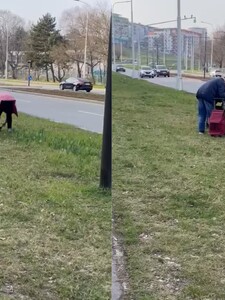 VIDEO: Za bieleho dňa kradli v Bratislave cibuľky jarných kvetov. Popri hlavnej ceste ich vykopávali hrabľami 