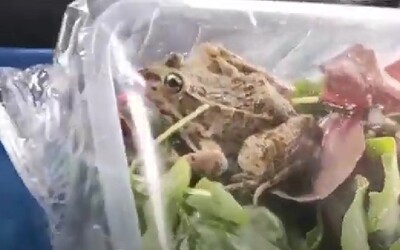 VIDEO: Živá žába v baleném salátu z polského Lidlu. Lidé jsou z videa šokováni