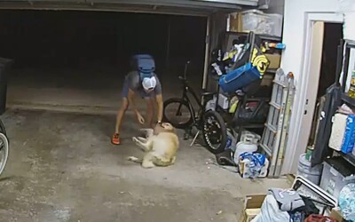 VIDEO: Zlodej ukradol bicykel, no musel sa vrátiť na miesto činu, aby pohladkal psíka. Neodolal nadšenému retríverovi