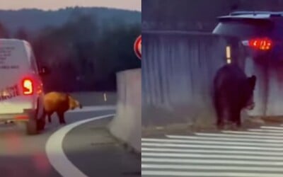 VIDEO: Zmätený diviak spôsobil na diaľnici D1 kolónu. Vodiči museli pre nečakaného hosťa spomaliť