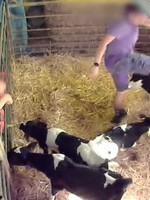VIDEO: Známy český výrobca mliečnych produktov čelí obvineniu. Pri výrobe týrali zvieratá