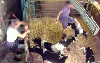 VIDEO: Známy český výrobca mliečnych produktov čelí obvineniu. Pri výrobe týrali zvieratá