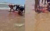 VIDEO: Žralok v Texasu zranil čtyři lidi. Žena málem přišla o nohu