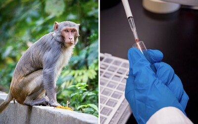 Vakcína proti koronaviru zřejmě zafungovala u opic. Bude fungovat i u lidí? 