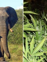 Varšavská zoologická záhrada bude liečiť vystresované slony marihuanou