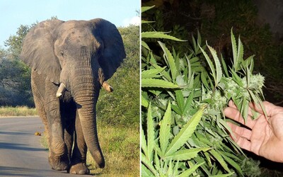 Varšavská zoologická záhrada bude liečiť vystresované slony marihuanou