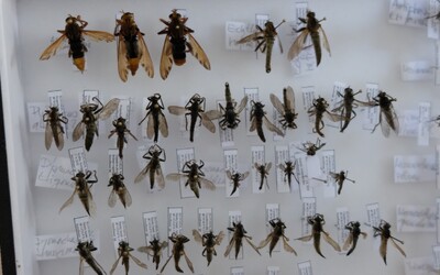 Včely medonosné sú preceňované, pripisujeme im zásluhy iných druhov. Vraví entomológ Marek Semelbauer 