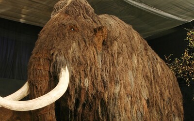 Vědci chtějí oživit mamuta. Na projekt vybrali 60 milionů dolarů