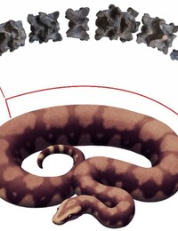 Vedci identifikovali gigantického hada. Meral neuveriteľných 15 metrov a svoju obeť dusil mocným zovretím