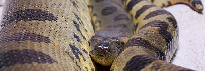 Vědci identifikovali gigantického hada, délkou se vyrovnal školnímu autobusu