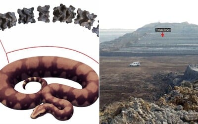 Vědci identifikovali gigantického hada, délkou se vyrovnal školnímu autobusu