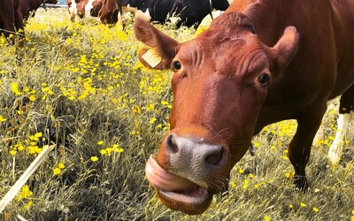 Vedci naučili kravy močiť do špeciálnej nádoby. Môže to pomôcť v boji s klimatickou krízou
