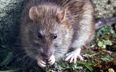 Vedci naučili potkanov šoférovať autá, motivovali ich jedlom: Nová zručnosť im pomohla zbaviť sa stresu
