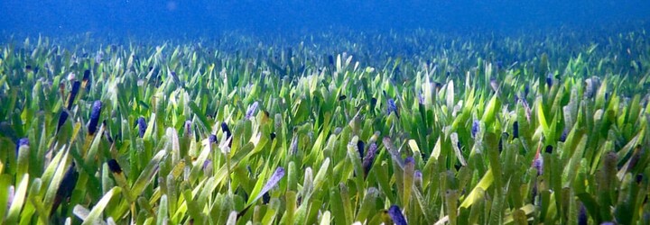 Vedci objavili najväčšiu rastlinu na svete. Austrálska riasa by pokryla polovicu Bratislavy