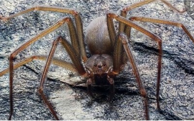 Vedci objavili nový druh jedovatého pavúka. Keď ťa pohryzie, časť tvojho tela začne hniť