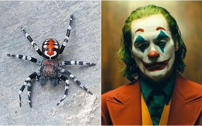 Vědci objevili nový druh pavouka, který má připomínat Jokera. Pojmenovali ho po herci Joaquinu Phoenixovi