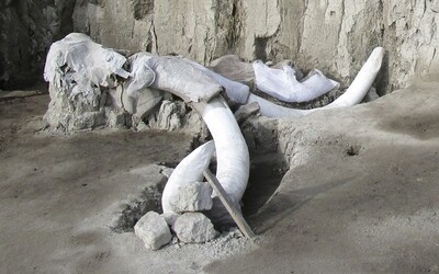 Vědci objevili přes 800 mamutích kostí v pastích, které před 15 tisíci lety postavil pravěký člověk