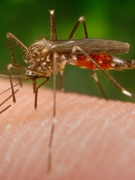 Vedci odhalili, ktorých ľudí štípu komáre najčastejšie. Toto pridaj do stravy a zbavíš sa ich