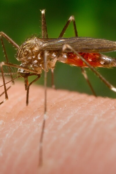 Vedci odhalili, ktorých ľudí štípu komáre najčastejšie. Toto pridaj do stravy a zbavíš sa ich